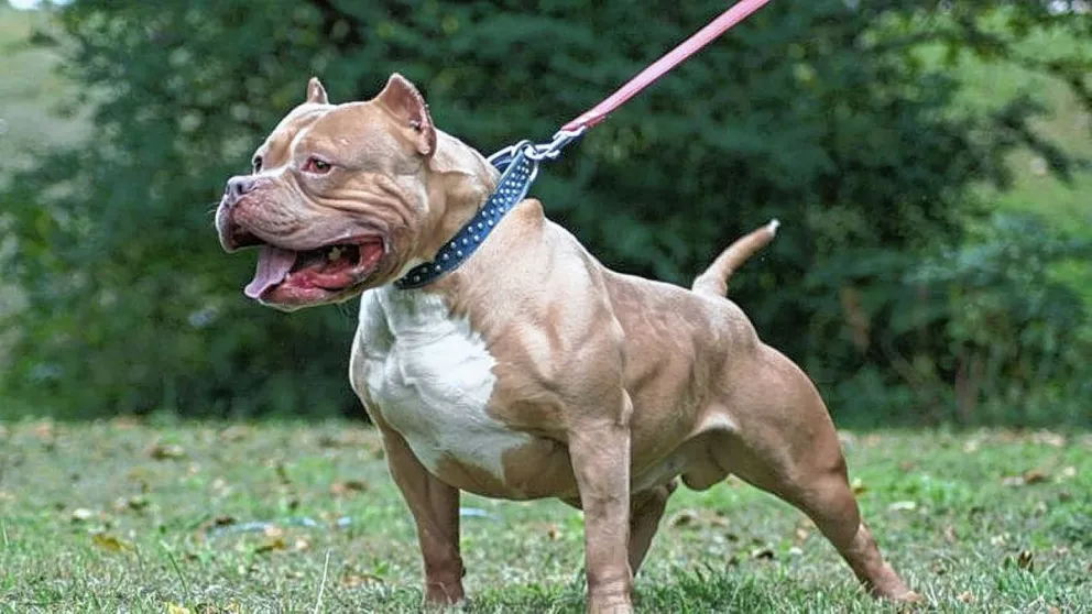 Condenan a dueños de un pitbull por el ataque a una niña 