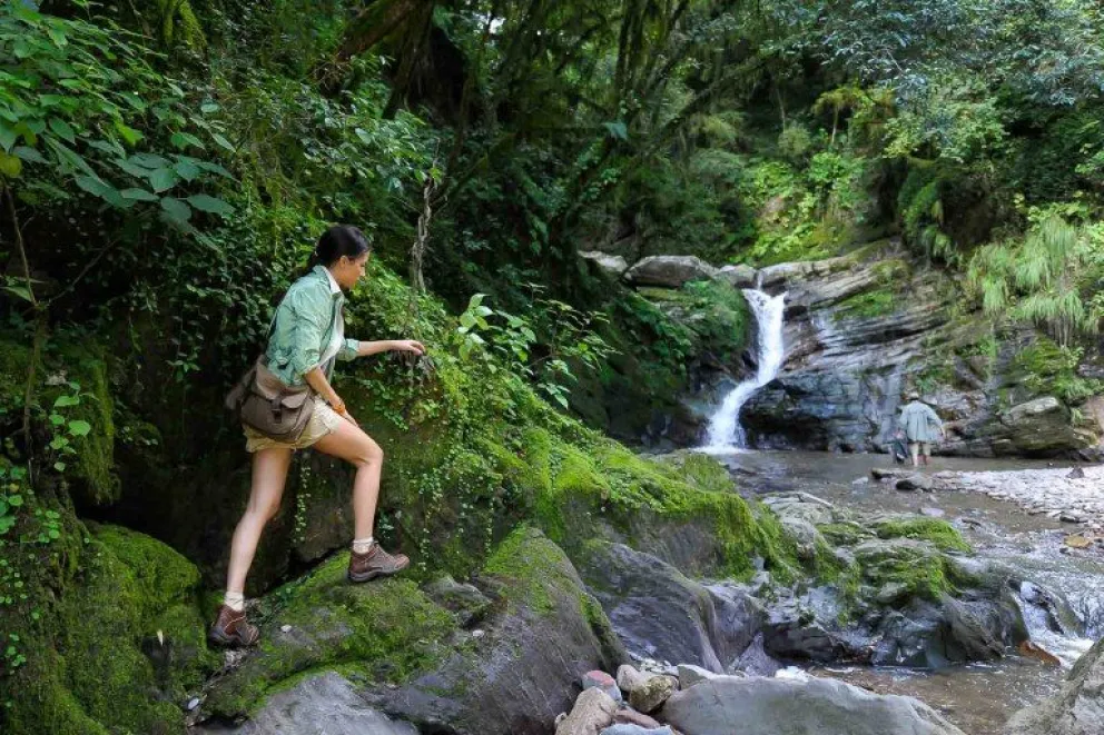 Día Mundial del Árbol: los 5 mejores bosques para visitar en la Argentina
