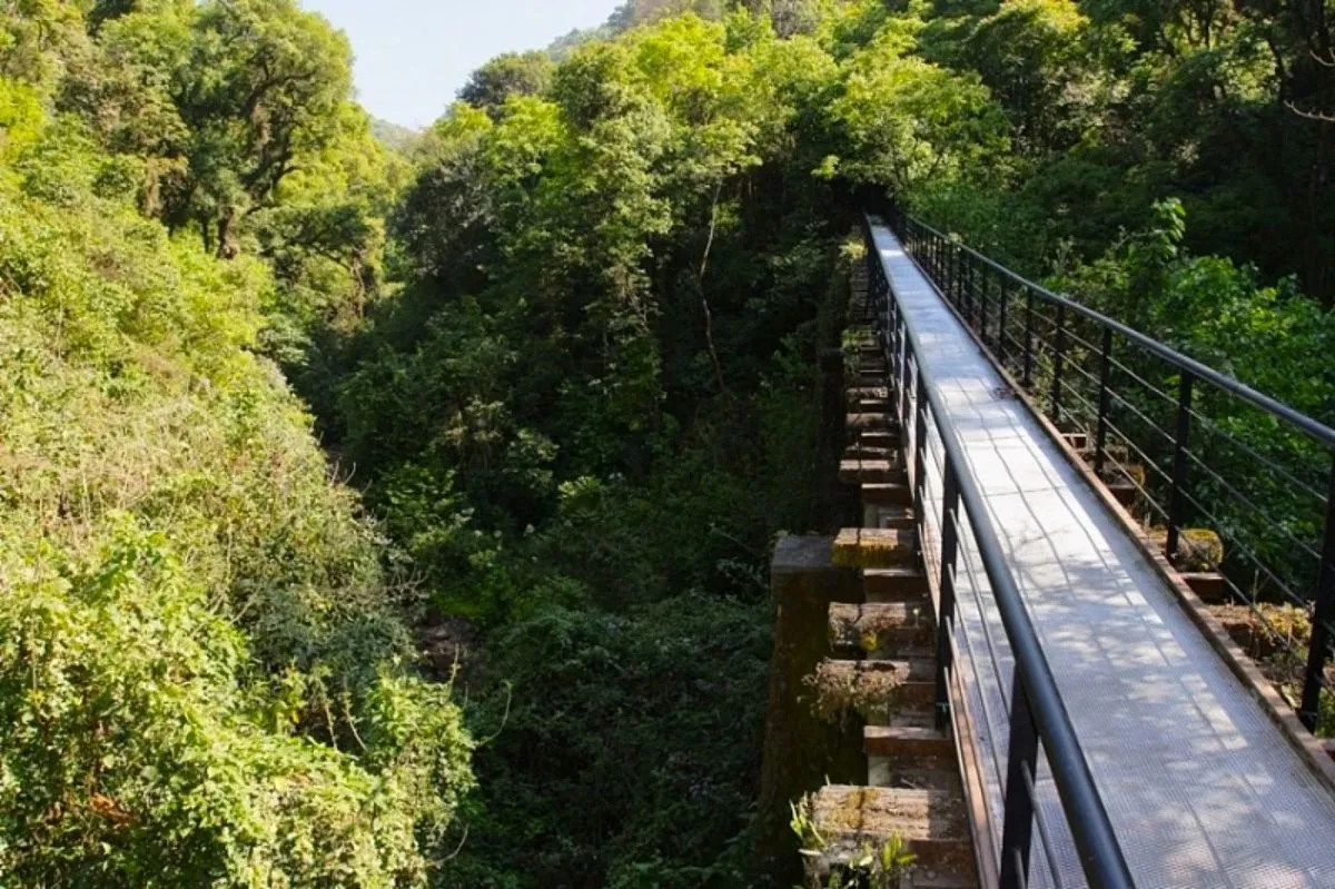 Día Mundial del Árbol: los 5 mejores bosques para visitar en la