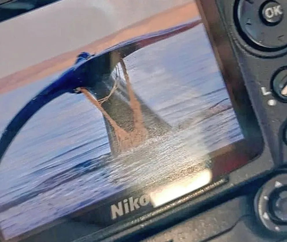 Un guía fotografió a una ballena enredada con residuos de la pesca