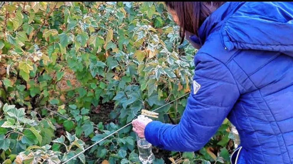Senasa detectó un ejemplar de mosca de las alas manchadas en El Calafate