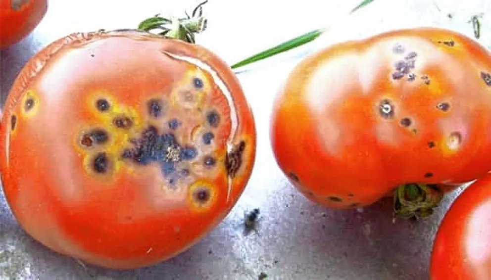 Alerta fitosanitaria por el “virus rugoso del tomate”