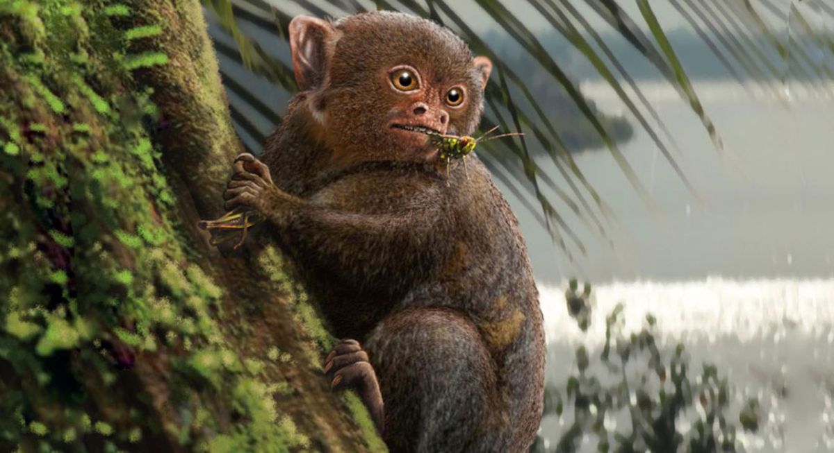 Descubren en la Amazonia brasileña restos  fósiles de un primate con afinidades asiáticas 