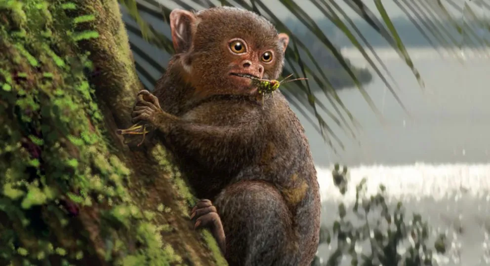 Descubren en la Amazonia brasileña restos  fósiles de un primate con afinidades asiáticas 