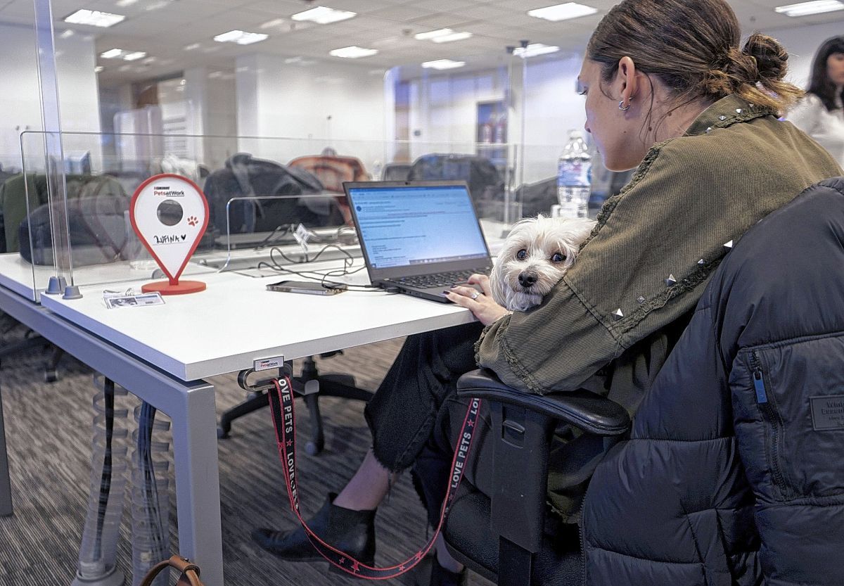 Día del perro: ¿cuáles son los beneficios de llevar a las mascotas al trabajo?