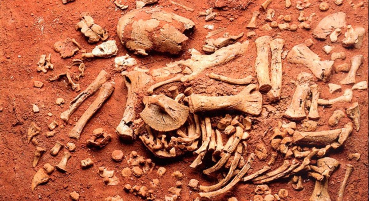 Describen los restos fósiles  de un feto de perezoso gigante 