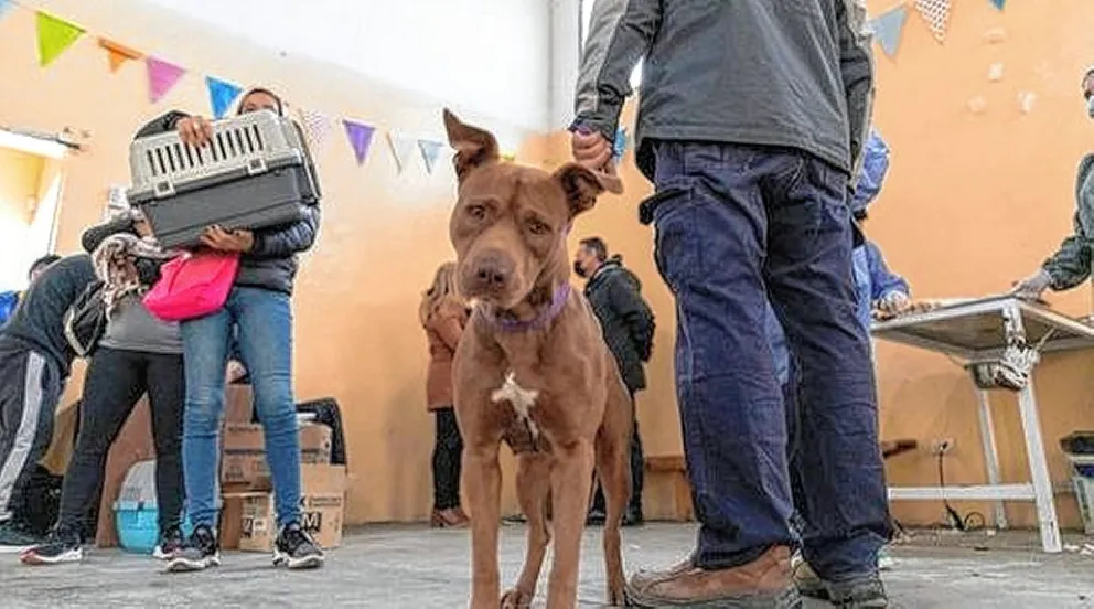 Hasta el viernes el tráiler de Perros Sanos atenderá en el barrio Moure