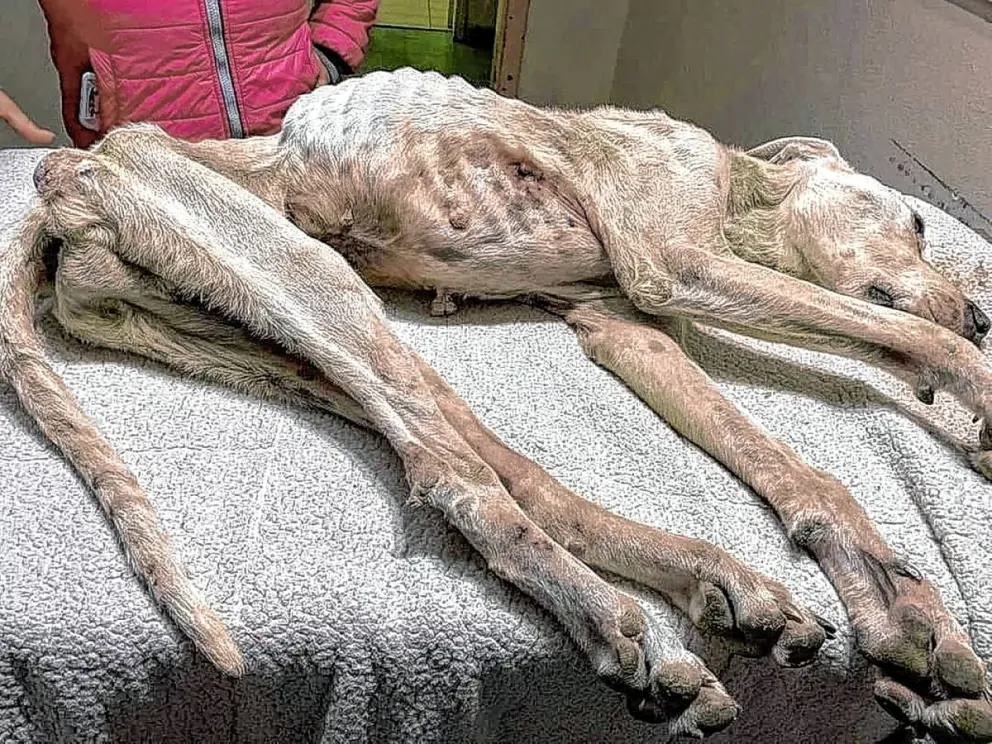 Proteccionistas avanzan en la Justicia por el caso de Duque, el perro que murió por desnutrición