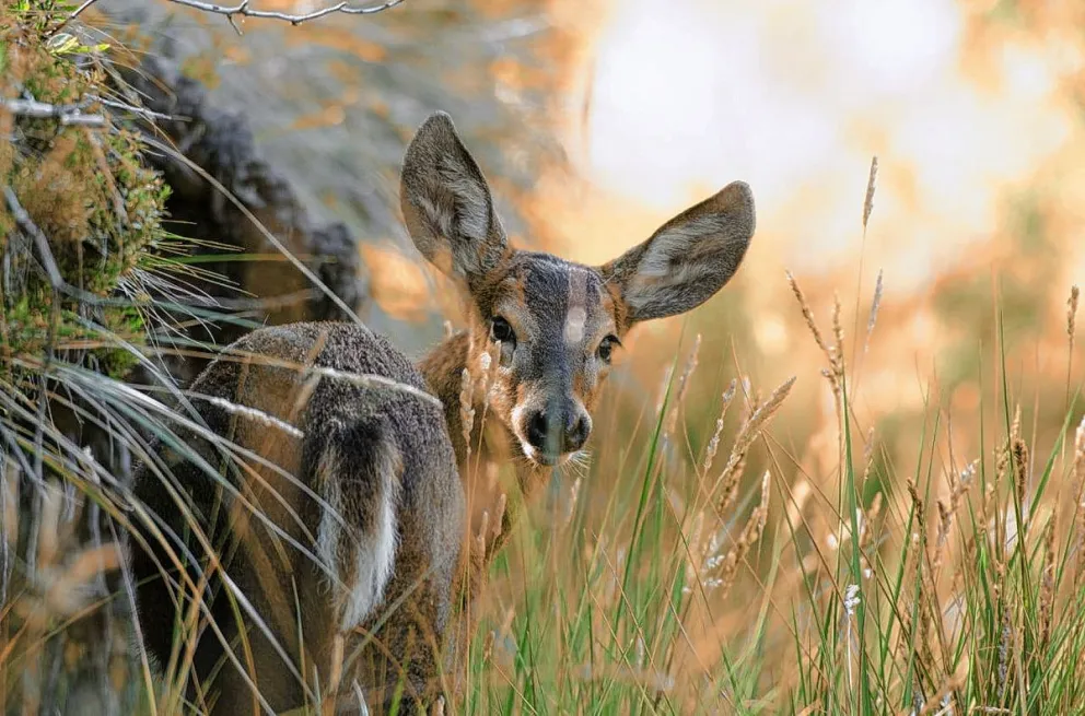 Éxito en la recuperación del Huemul: un proyecto único en la Patagonia