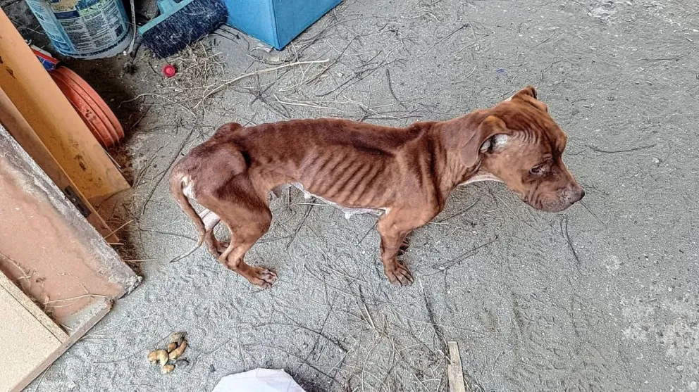 Lo allanaron por amenazas y se encontraron con una perra en estado de desnutrición extremo