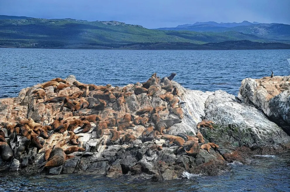 Influenza Aviar: se confirmó un caso positivo en mamíferos silvestres en Tierra del Fuego