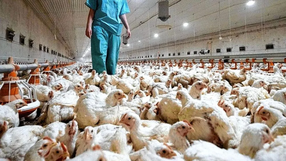 Argentina fue declarada “país libre de influenza aviar” y volverá a exportar a Europa