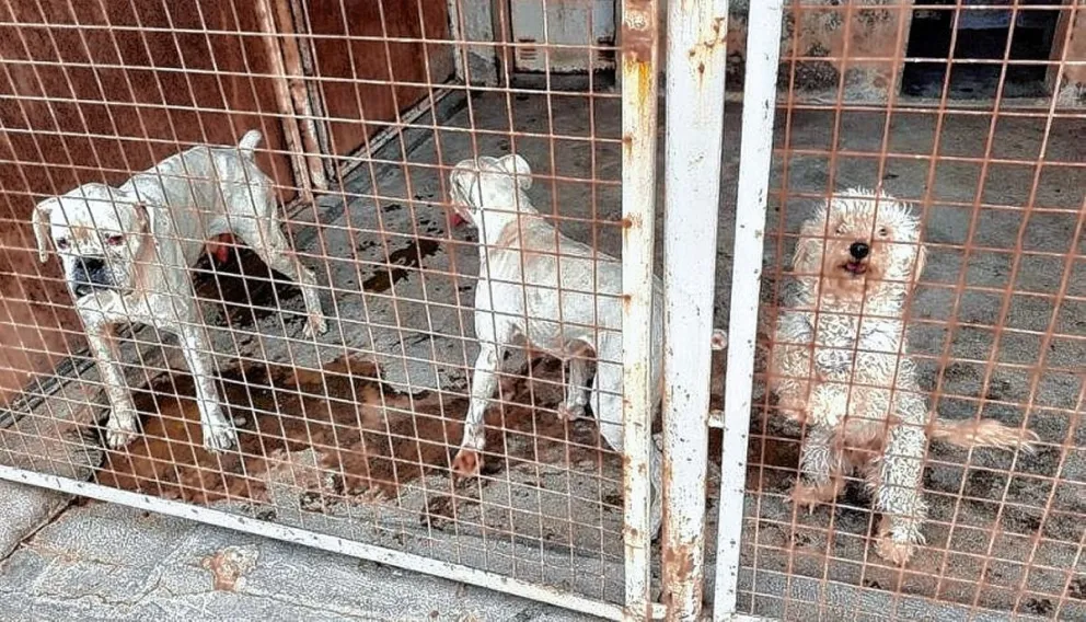 Adoptaron al último de los tres perros que fue rescatado en un caso de maltrato animal