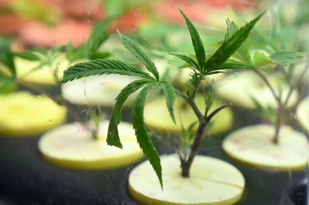 La industria del cannabis se pone de pie: comienza el proceso para otorgar las primeras licencias