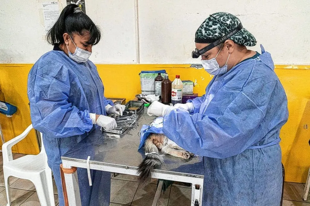 Habrá jornada extraordinaria de esterilización canina y felina en Palazzo