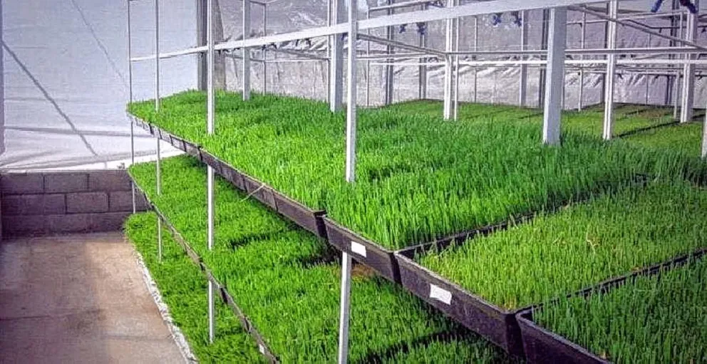 El Gobierno Provincial convoca a la Primera Jornada sobre Producción de Forraje Verde Hidropónico