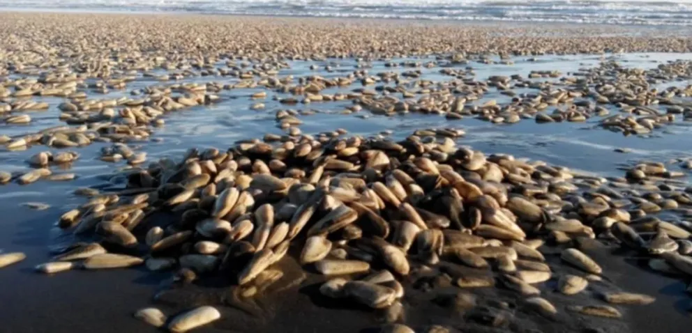 Recomiendan no consumir ni recolectar moluscos bivalvos y gasterópodos de la playa 