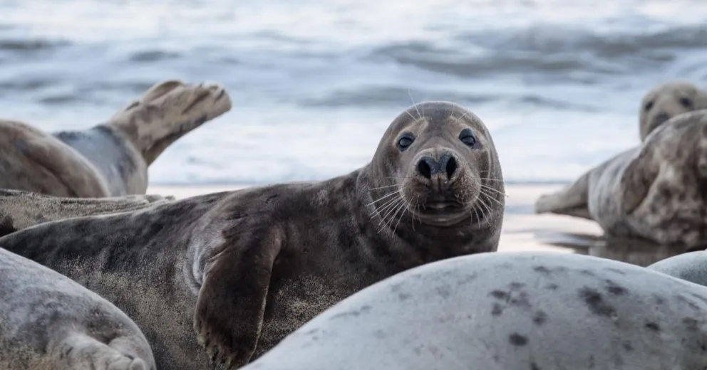 Confirmaron que los lobos marinos en Necochea murieron por gripe aviar