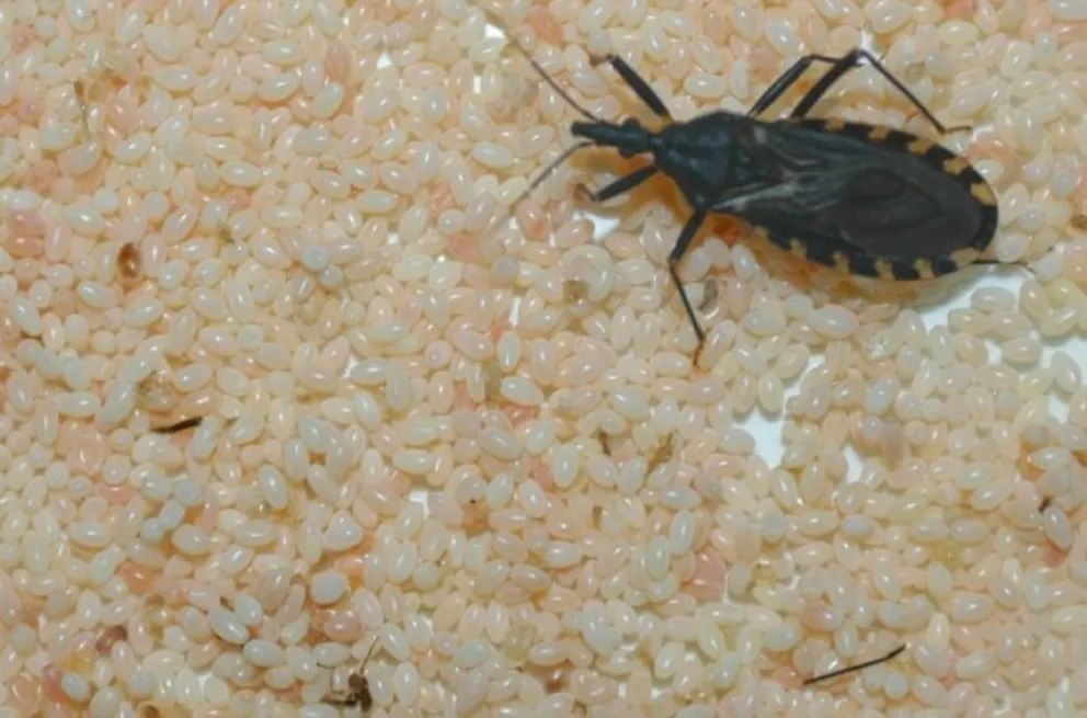 En el día Nacional por una Argentina sin Chagas, la vacuna de la UBA ya está lista