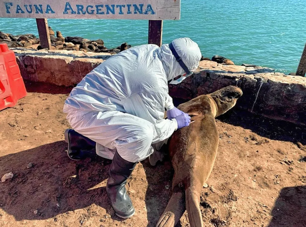 Influenza aviar: Nuevos casos positivos en lobos marinos en Chubut y Santa Cruz