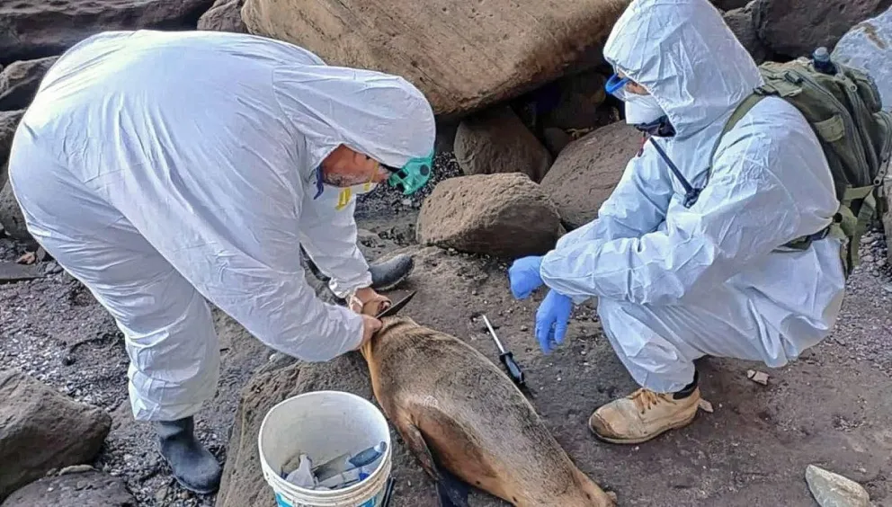 Gripe Aviar en Chubut: encontraron 50 lobos muertos y más de 30 moribundos en las playas de Península Valdés