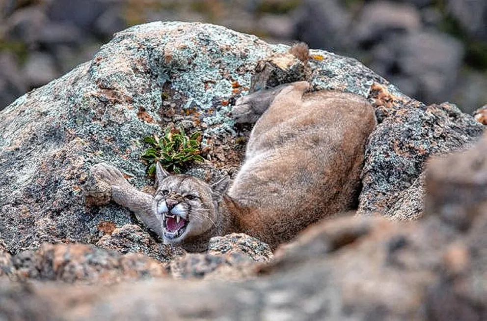 Comodoro Rivadavia y Rada Tilly serán la sede del Encuentro Regional de Fotógrafos de Naturaleza