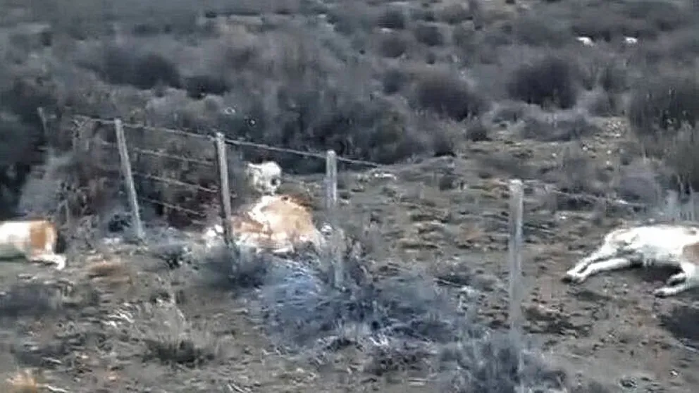 Aseguran que la muerte de 48 guanacos no fue a causa de la gripe aviar sino por stress nutricional
