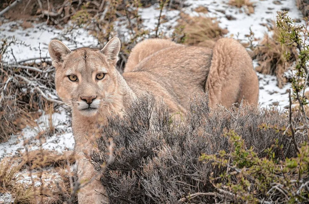 Datos clave sobre los pumas, su comportamiento y su impacto ecológico