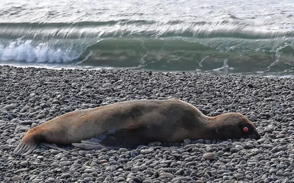 Confirmaron nuevos casos positivos de influenza aviar en lobos marinos muertos hallados en Caleta Olivia