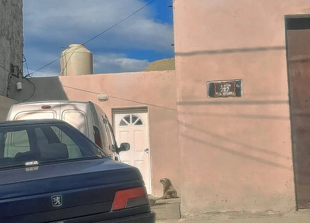 Policías tuvieron que trasladar a un lobo marino enfermo a la costa ante la falta de respuestas de organismos idóneos