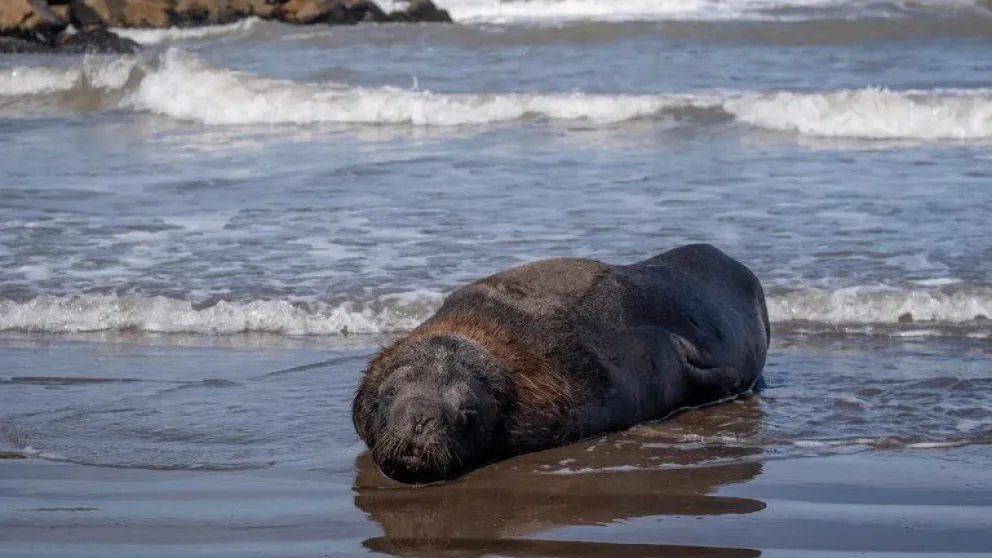 Ya son más de 145 los lobos marinos que murieron por gripe aviar y crece la preocupación