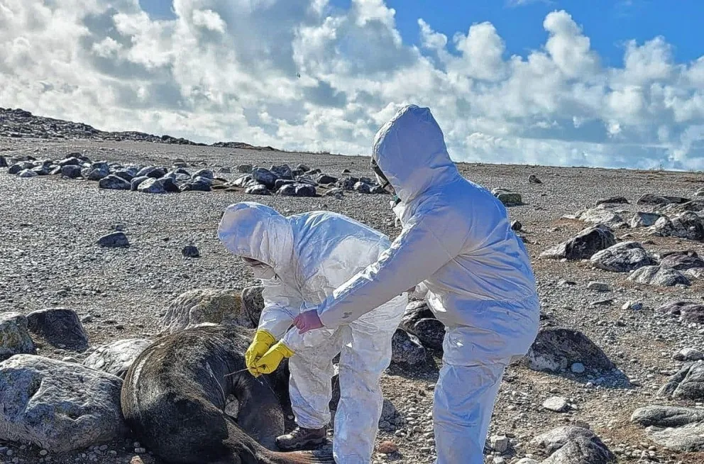 Realizaron trabajo de relevamiento en el Parque Interjurisdiccional Isla Pingüino