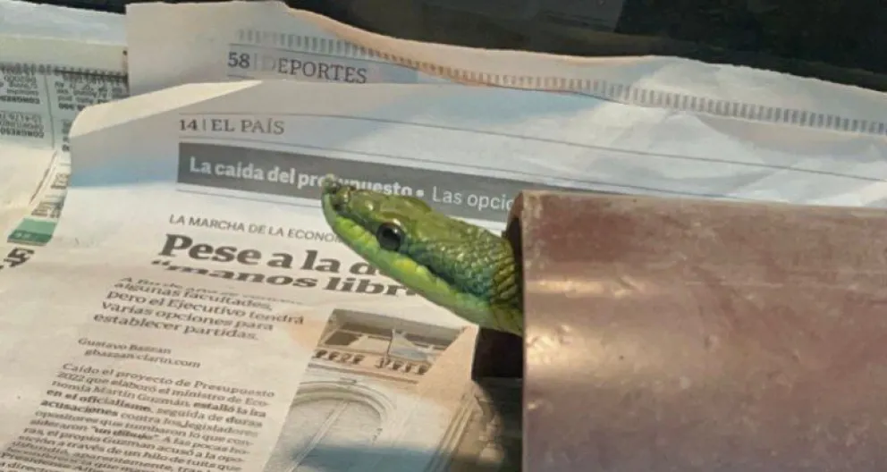 Descubrieron un serpentario ilegal en Villa Urquiza: especies venenosas, tarántulas y alacranes