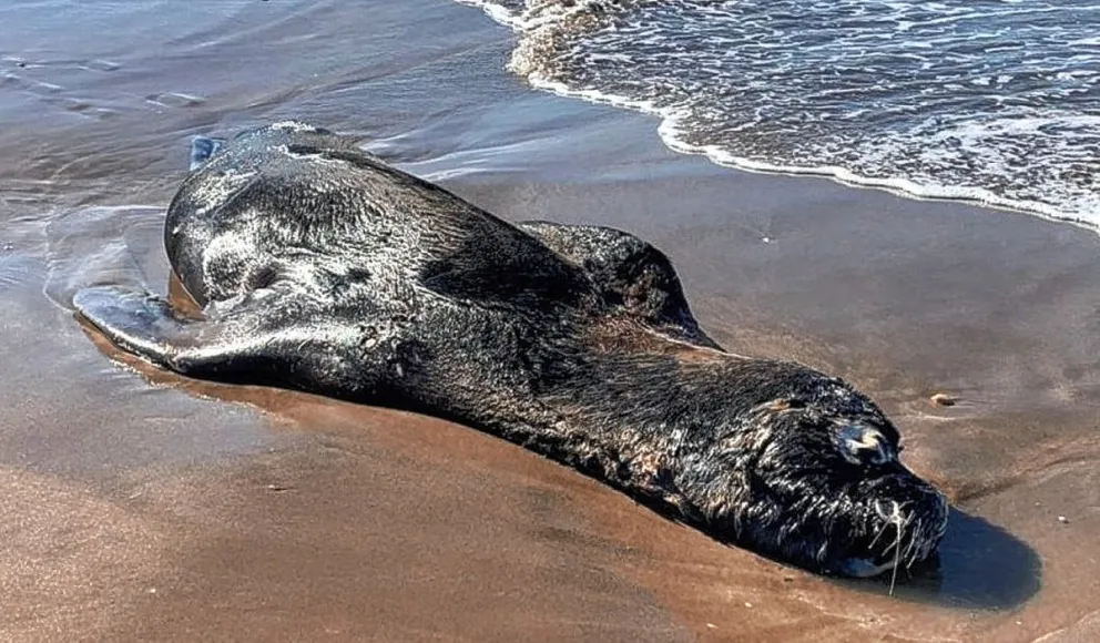 El Senasa confirmó casos de gripe aviar en mamíferos marinos de Comodoro Rivadavia y Rada Tilly