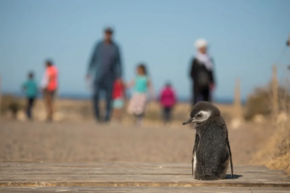 El Gobierno del Chubut lanza la Temporada de Pingüinos 2023-2024