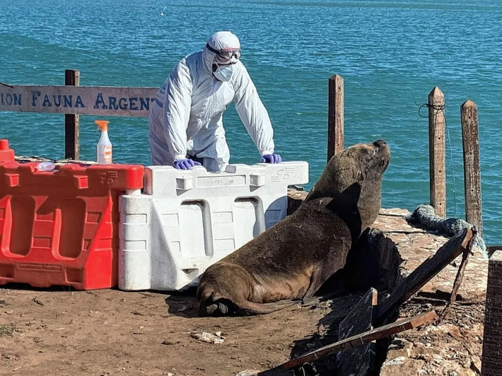 Detectaron en Chubut el primer caso de gripe aviar en un elefante marino y crece la preocupación por el avance del virus