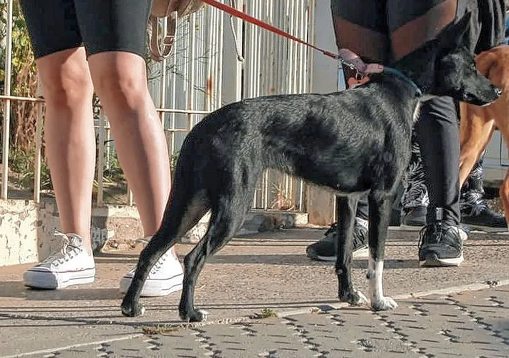 Hasta el viernes el tráiler de Perros Sanos atenderá en el barrio Isidro Labrador