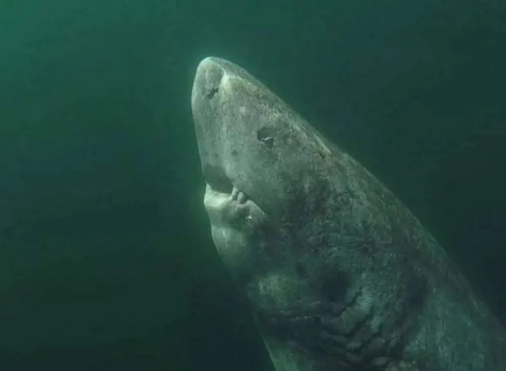 Reapareció el tiburón más viejo del planeta: podría tener más de 500 años