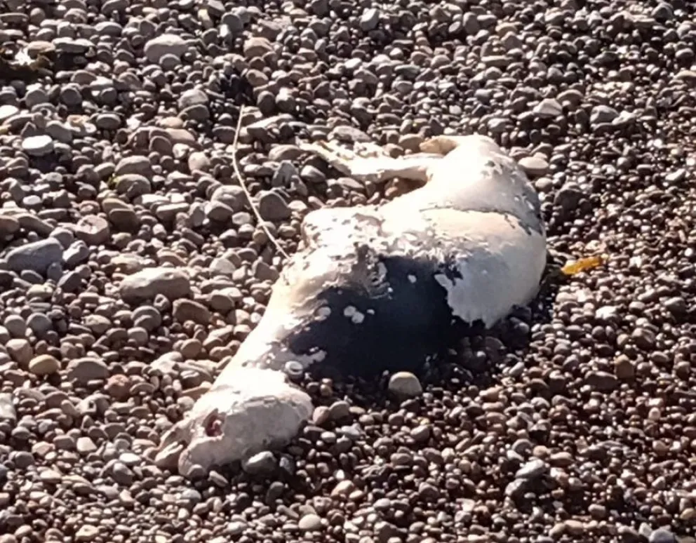 La marea trajo un lobo marino muerto a la costa de Comodoro