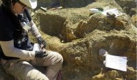 Descubren en Chubut un esqueleto casi completo de un reptil cuello largo que convivió con los dinosaurios