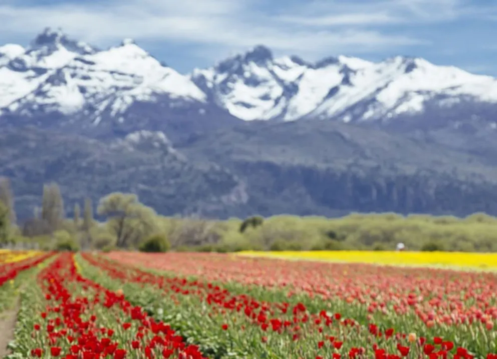 Campos de Tulipanes de Trevelin
