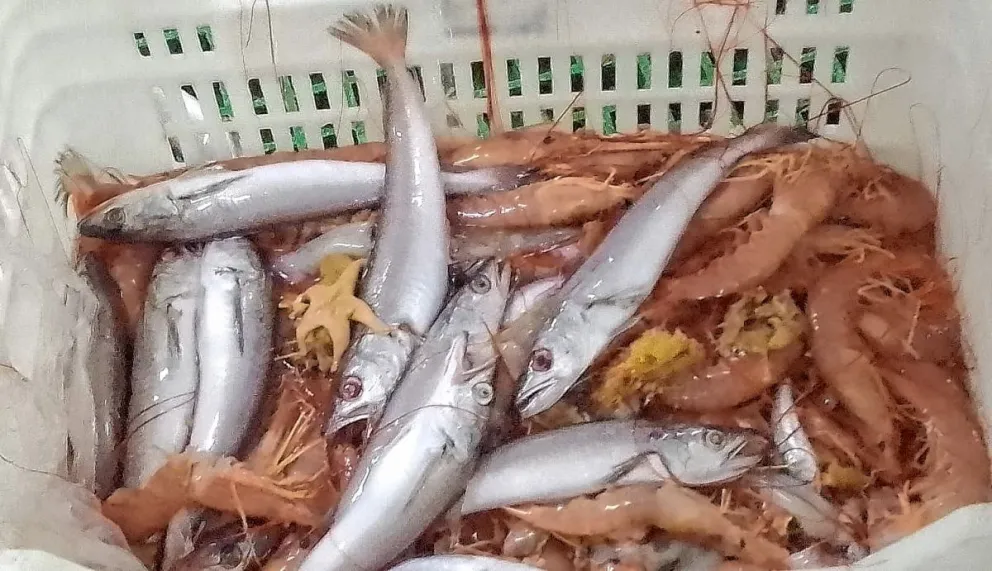 Puerto Deseado: Marineros piden que se termine inmediatamente la zafra de langostino