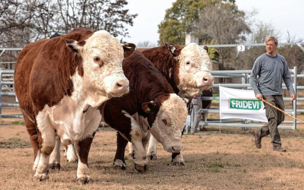 Sarmiento inicia la 34ª Expo Bovina con los mejores ejemplares de la zona