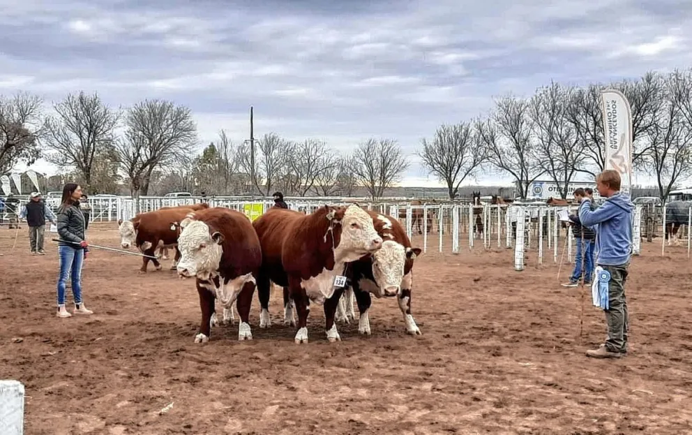 Amplia expectativa por la 34ª Expo Bovina de la Sociedad Rural de Sarmiento