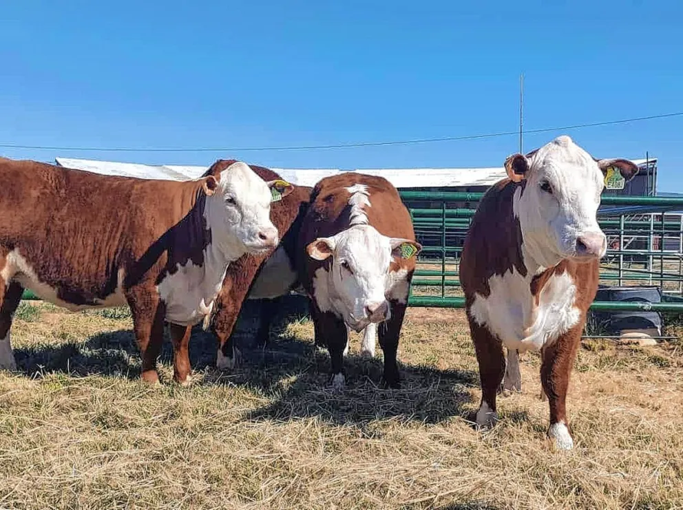 Con el ingreso de animales comenzó la 34ª Expo Bovina de Sarmiento