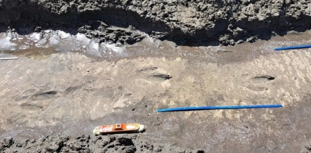 Descubrieron huellas de un ave prehistórica en las costas de Río Negro