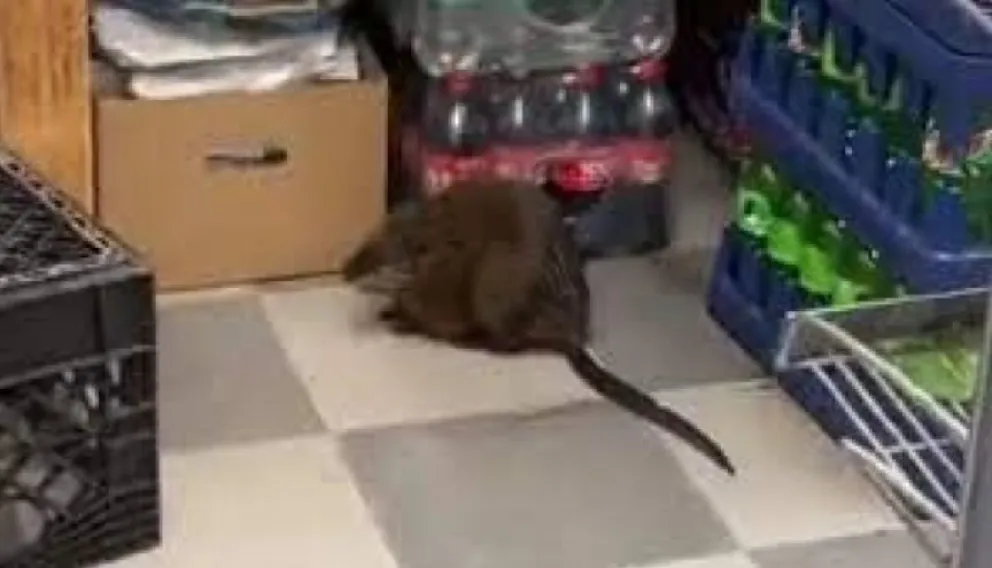 Ratas en la vía pública aterrorizan a los neoyorquinos