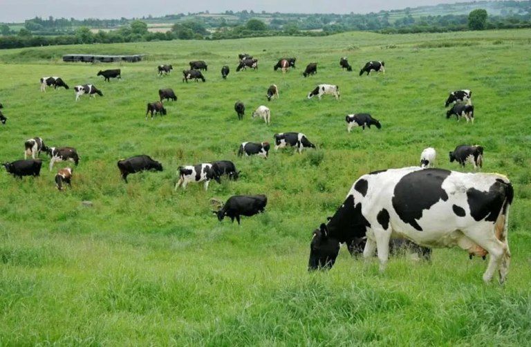 Consumir la mitad de carnes y lácteos podría reducir el 31% de las emisiones, según una investigación