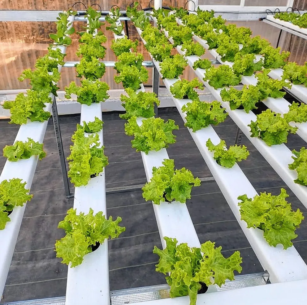 Buscan potenciar el cultivo hidropónico en la ciudad: “Por año, podemos sacar hasta 10 cosechas, mientras que en tierra se saca 4”