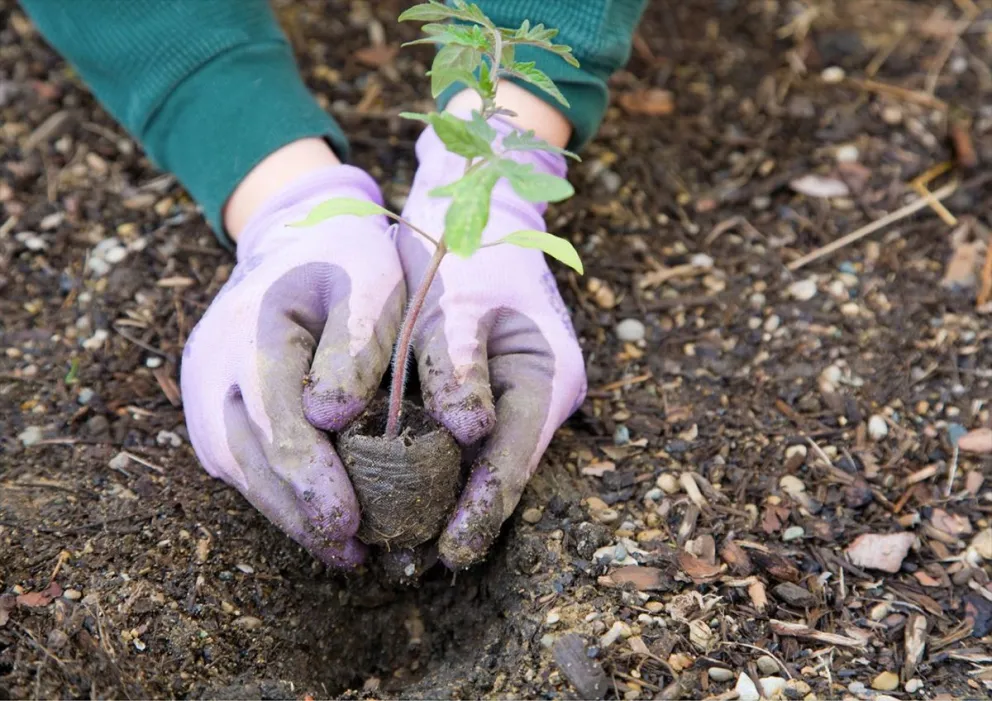 Taller Fitosanitarios en el hogar: recomendaciones para el uso en el control de plagas